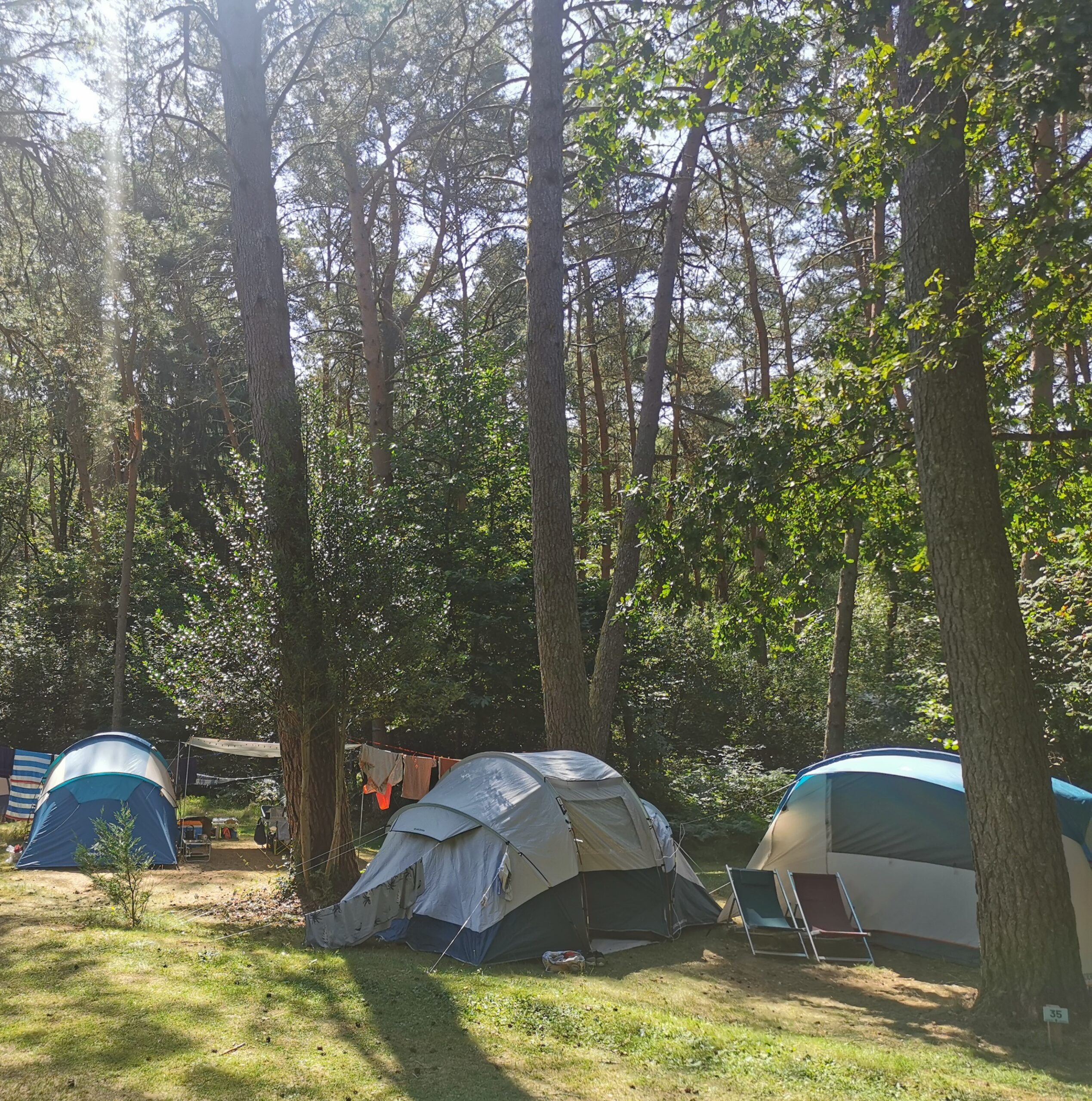 camping-sauvage-tente-sapins-correze